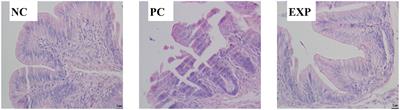 Clostridium butyricum Ameliorates Salmonella Enteritis Induced Inflammation by Enhancing and Improving Immunity of the Intestinal Epithelial Barrier at the Intestinal Mucosal Level